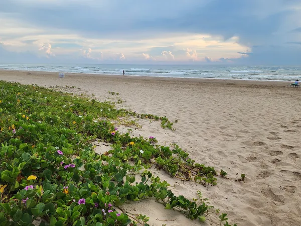 Green vines with small purple flowers spread over the dune edge toward a wide, empty beach.