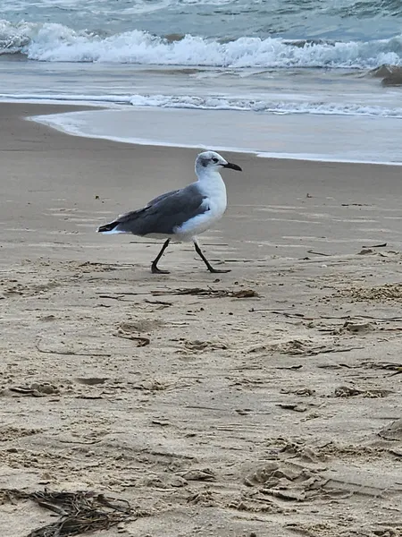 A gull with a white head and gray back walks across wet sand at the water's edge.