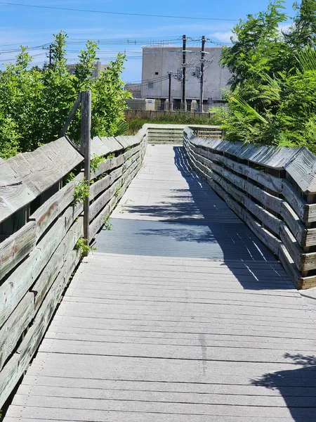 Weathered wooden railings line a sunny boardwalk beside dense green vegetation.