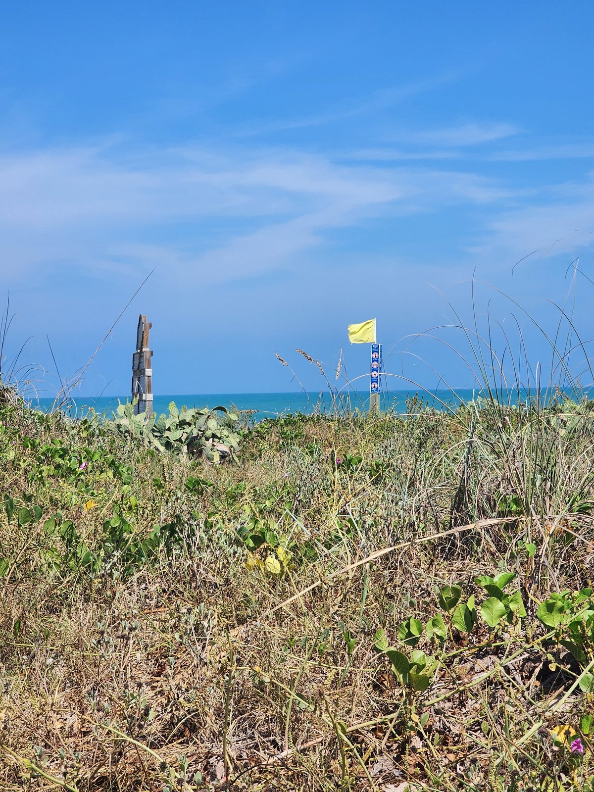 A yellow beach flag and a weathered wooden post stand above dune grasses, vines and prickly pear cactus, with the turquoise Gulf beyond.