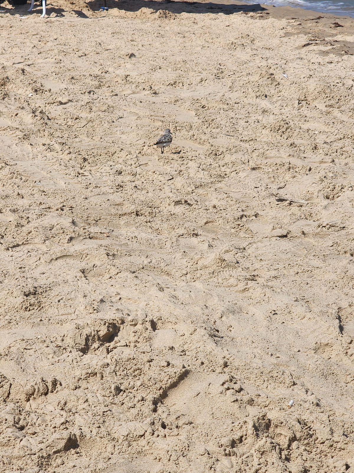 A small shorebird stands on dry sand churned with footprints and tracks, with a strip of seaweed and surf along the top edge.