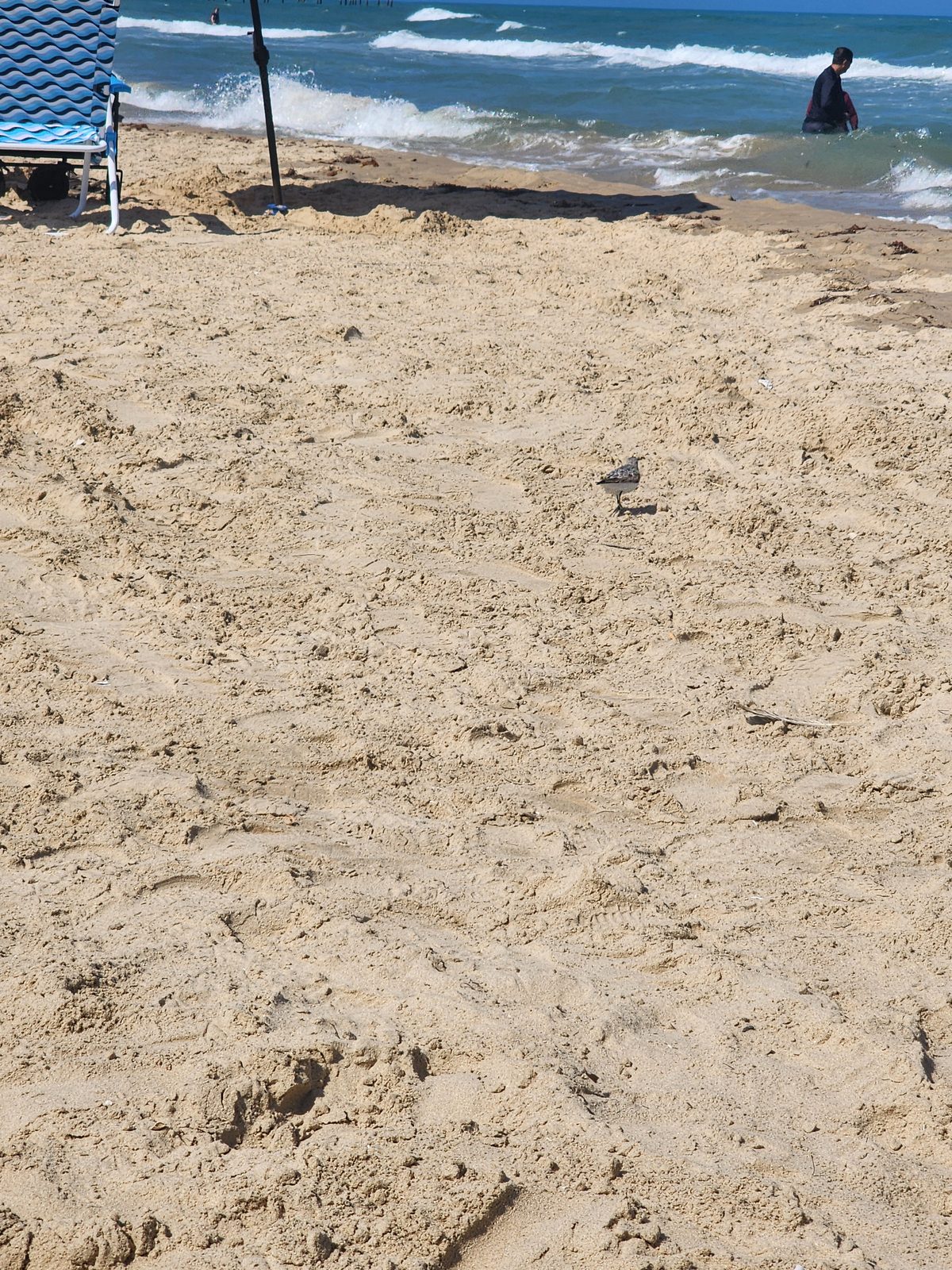 A small shorebird stands on footprint-covered sand between a blue beach chair with an umbrella pole and the surf, where a person wades waist-deep.