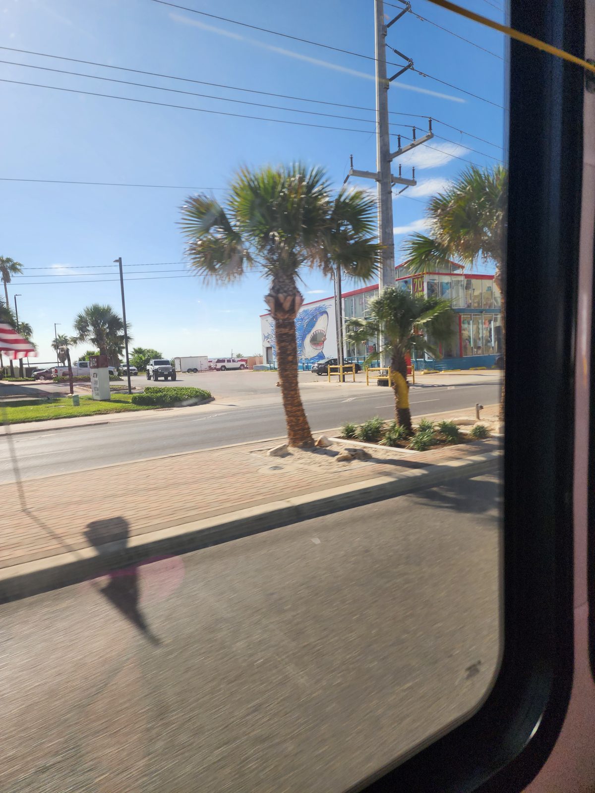 A large open-mouthed blue shark mural on a building beside a glass-fronted shop, seen across a palm-lined median through a vehicle window.