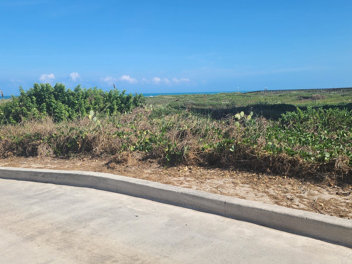 Prickly pear cactus, trailing green vines and dry grass cover a low dune beyond a concrete curb and paved lot, with a long boardwalk and the Gulf beyond.