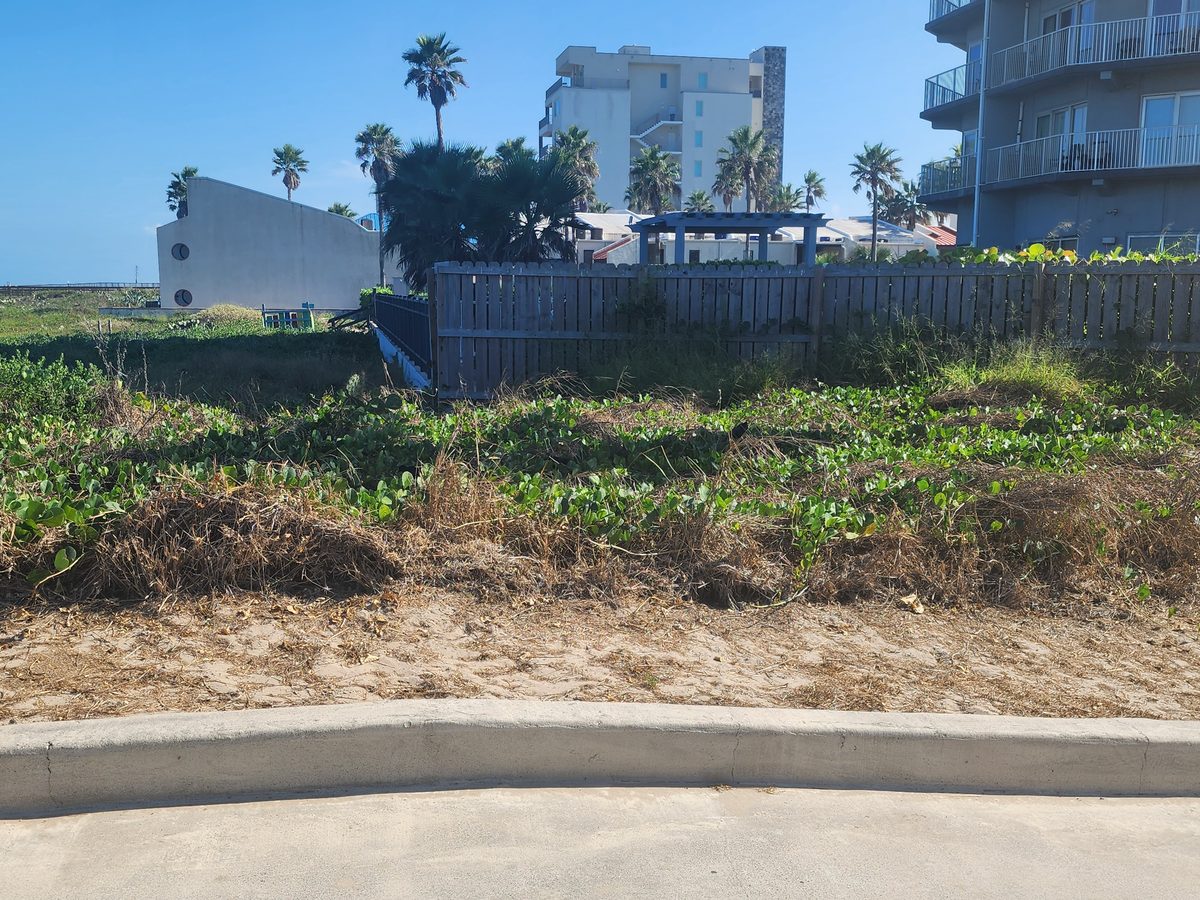 Dune vines and dry grass grow in front of a weathered wood fence, with a pergola, palm trees and multi-story buildings behind.