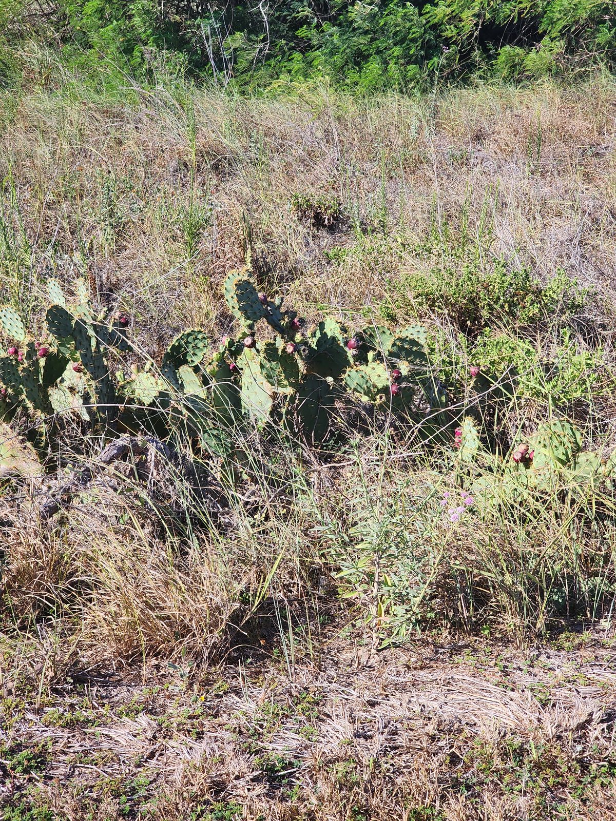 Low cactus pads among dry grasses and coastal vegetation.