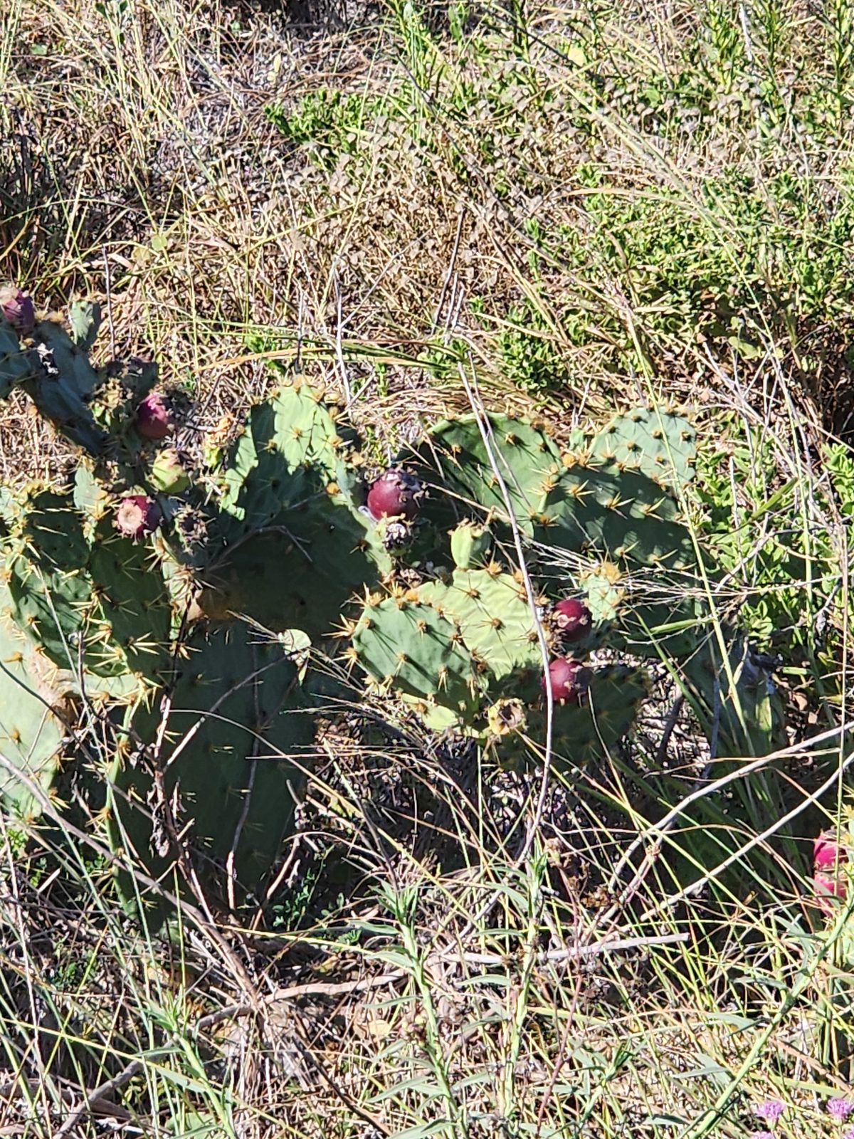 Cactus pads with round red fruit among dry coastal grasses.