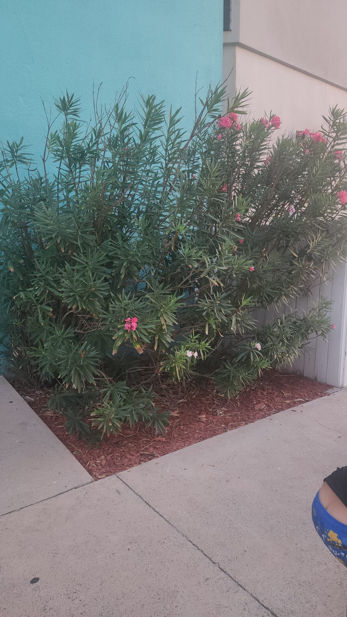 A pink-flowering oleander shrub grows in a red mulch bed at a corner where a turquoise wall meets a cream building, beside a concrete sidewalk.
