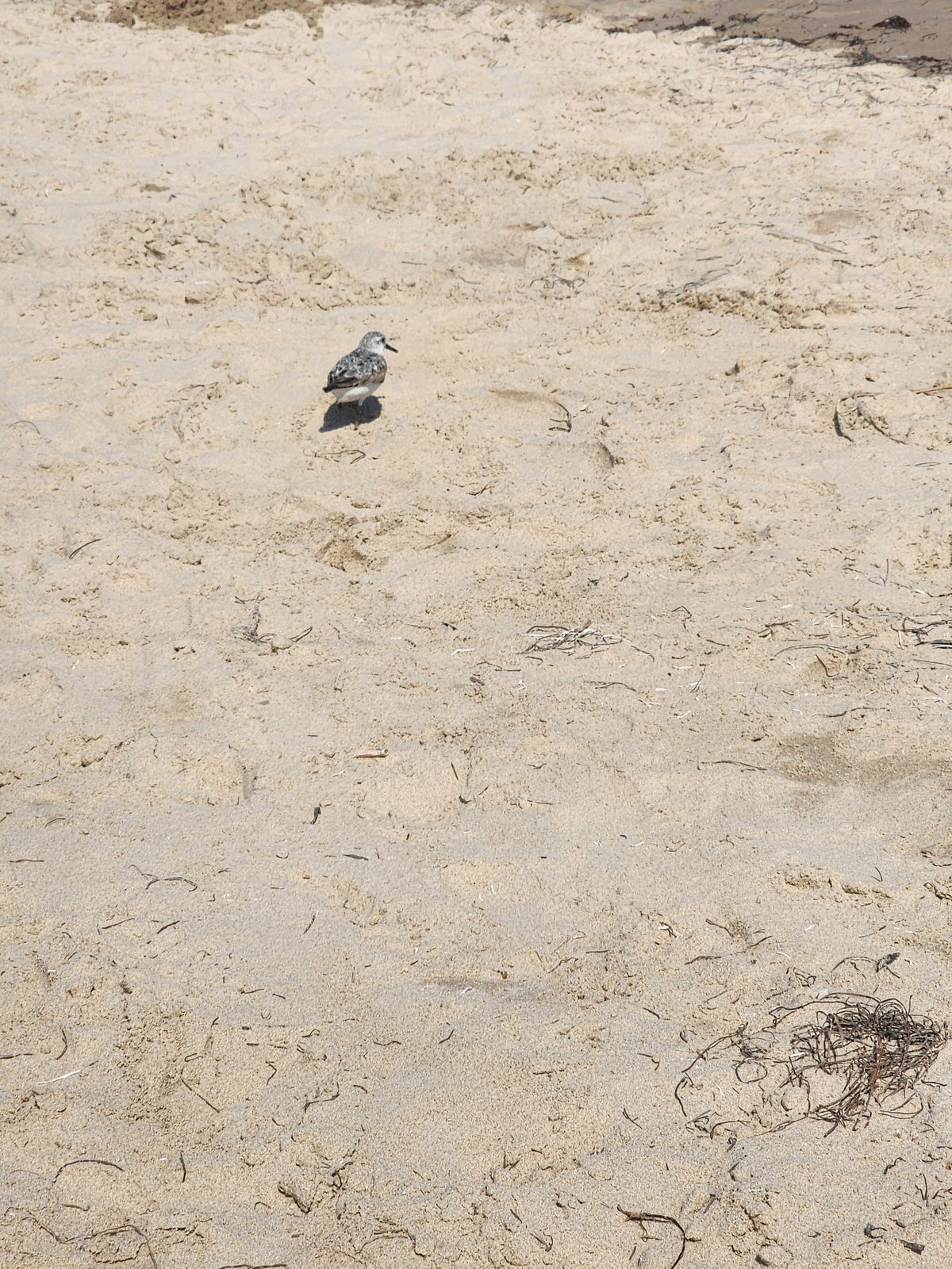 A small shorebird walks across open beach sand.