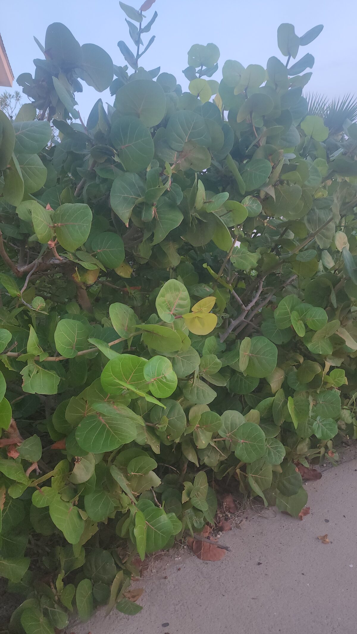 Broad green leaves in dense coastal vegetation.