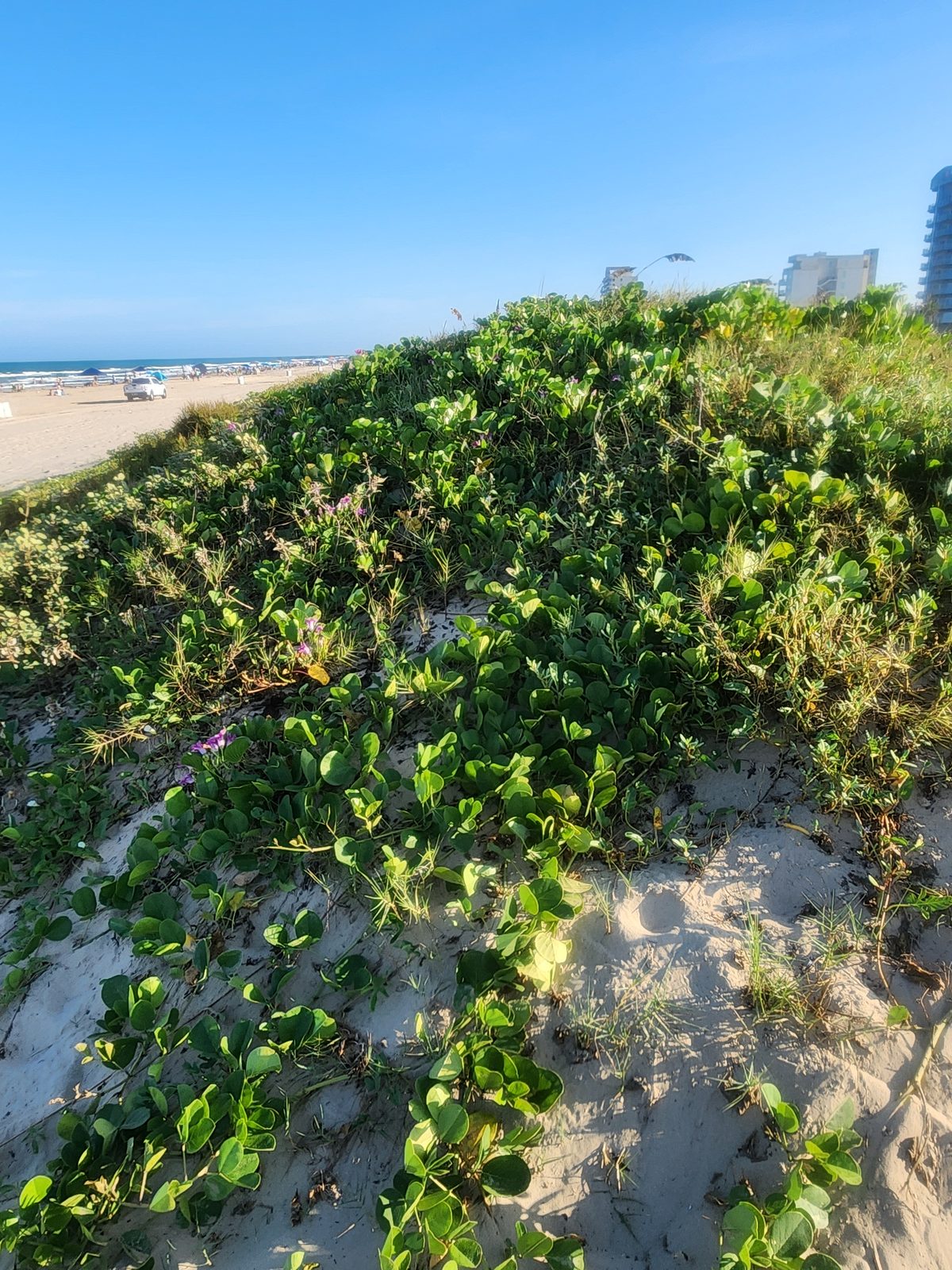 Leafy dune vegetation grows in sandy soil near the beach.
