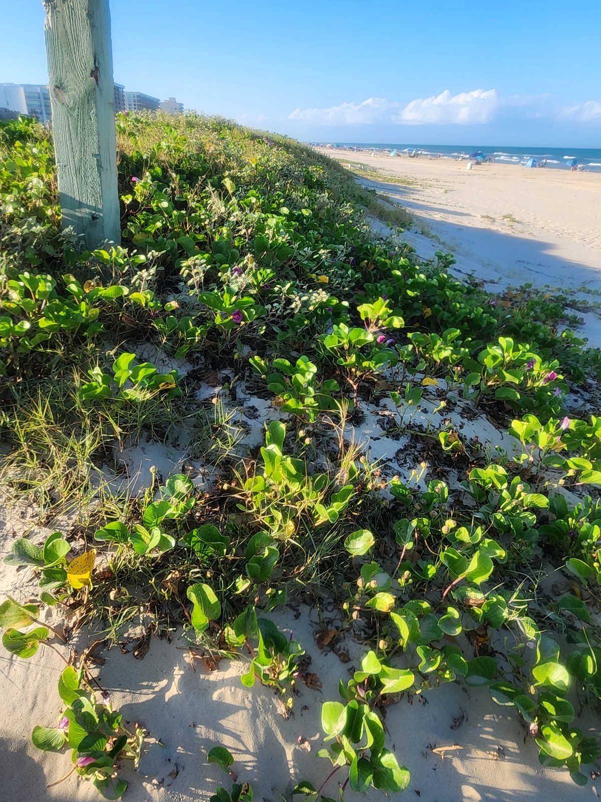 Leafy dune vegetation grows above a sandy beach with the Gulf beyond.