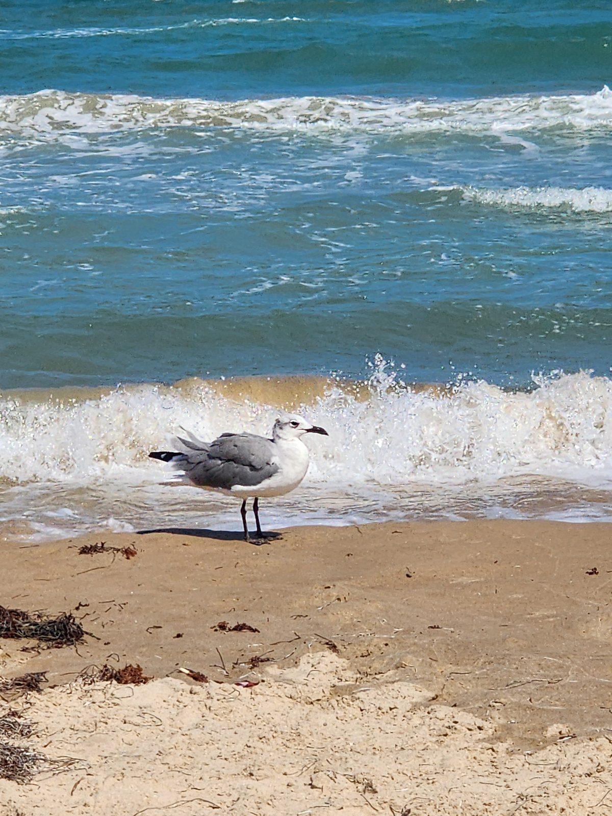 A gull stands on wet sand with a breaking wave behind it.