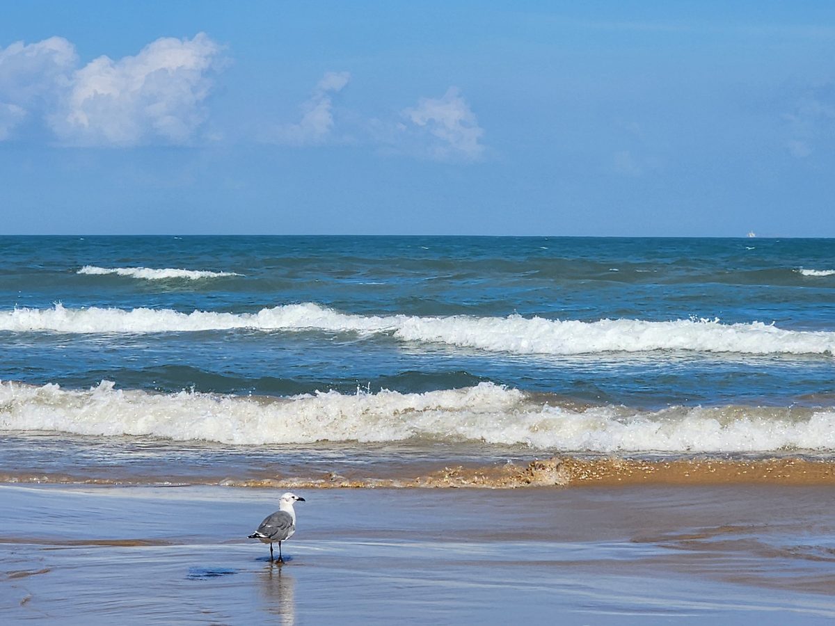 A gull stands on reflective wet sand with low Gulf waves behind it.