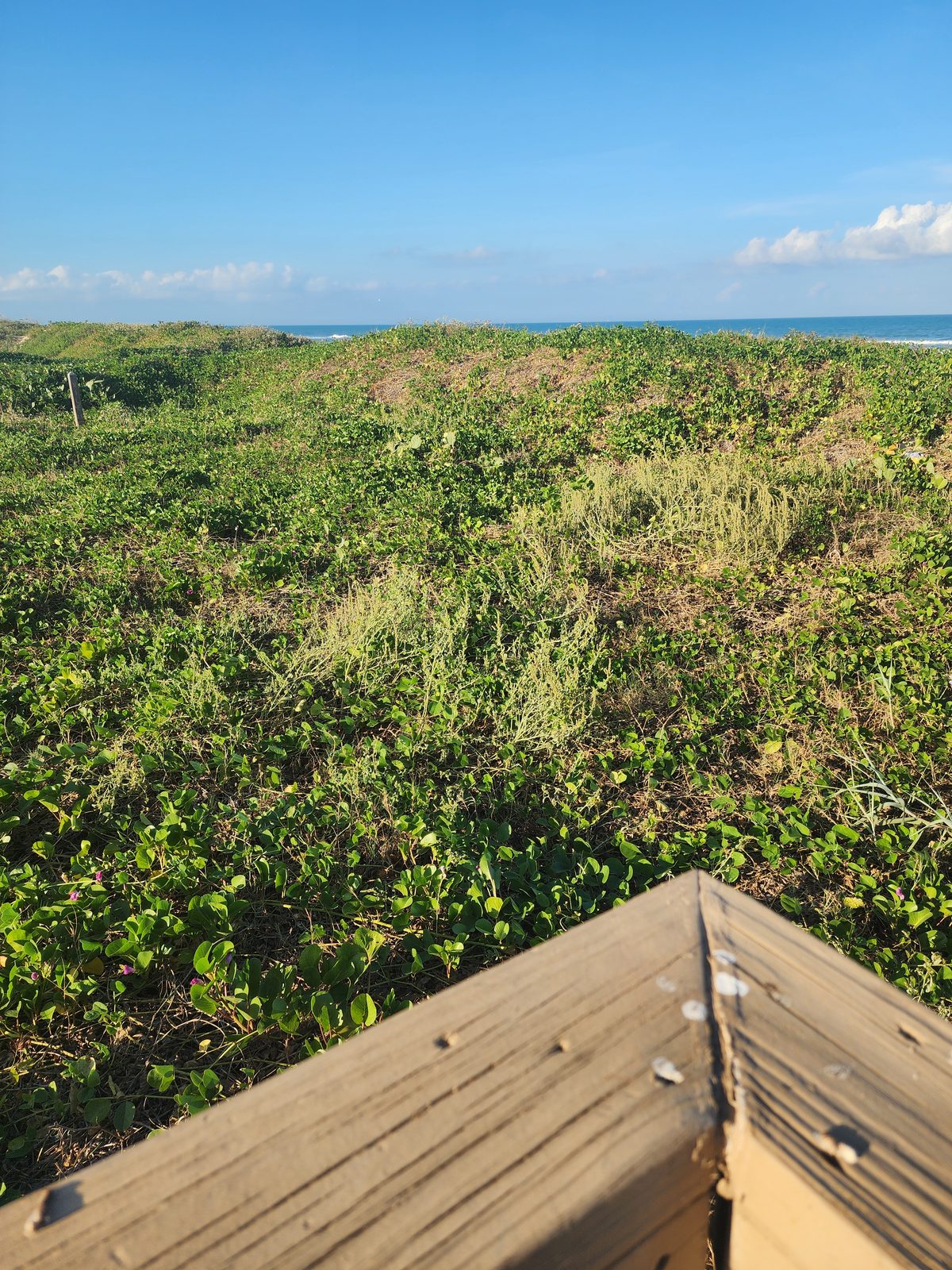 Creeping green dune vines with small pink blooms stretch to a thin blue Gulf horizon, seen over the corner of a weathered wooden railing.