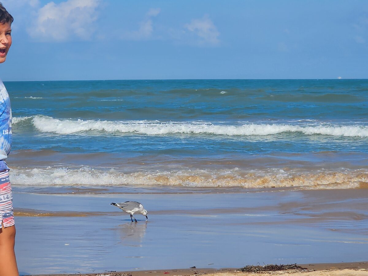 A gull pecks at wet sand near the waterline as Gulf waves break behind, with a child at the left edge of the frame.