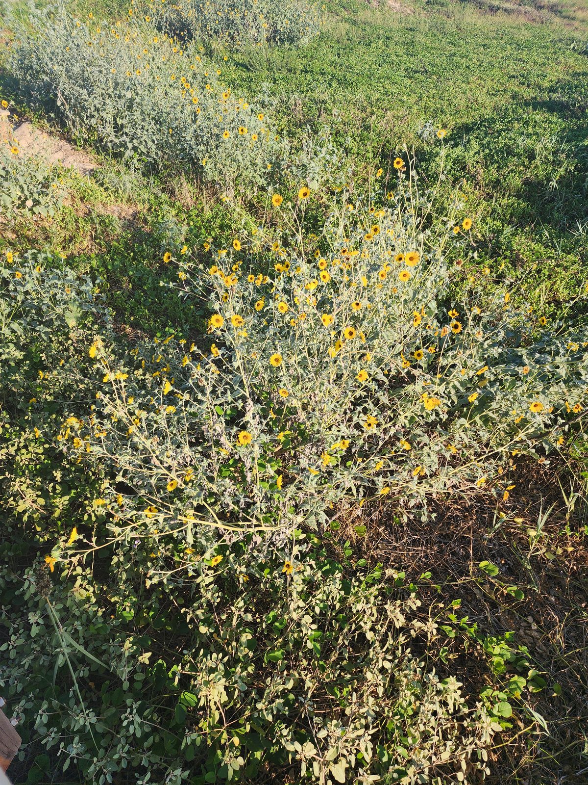 Sprawling silvery-leaved bush covered in small yellow daisy-like flowers with dark centers, amid green coastal brush.