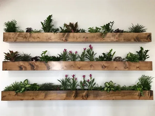 Three wooden shelves of green plants and pink flowers on a white wall inside the restaurant