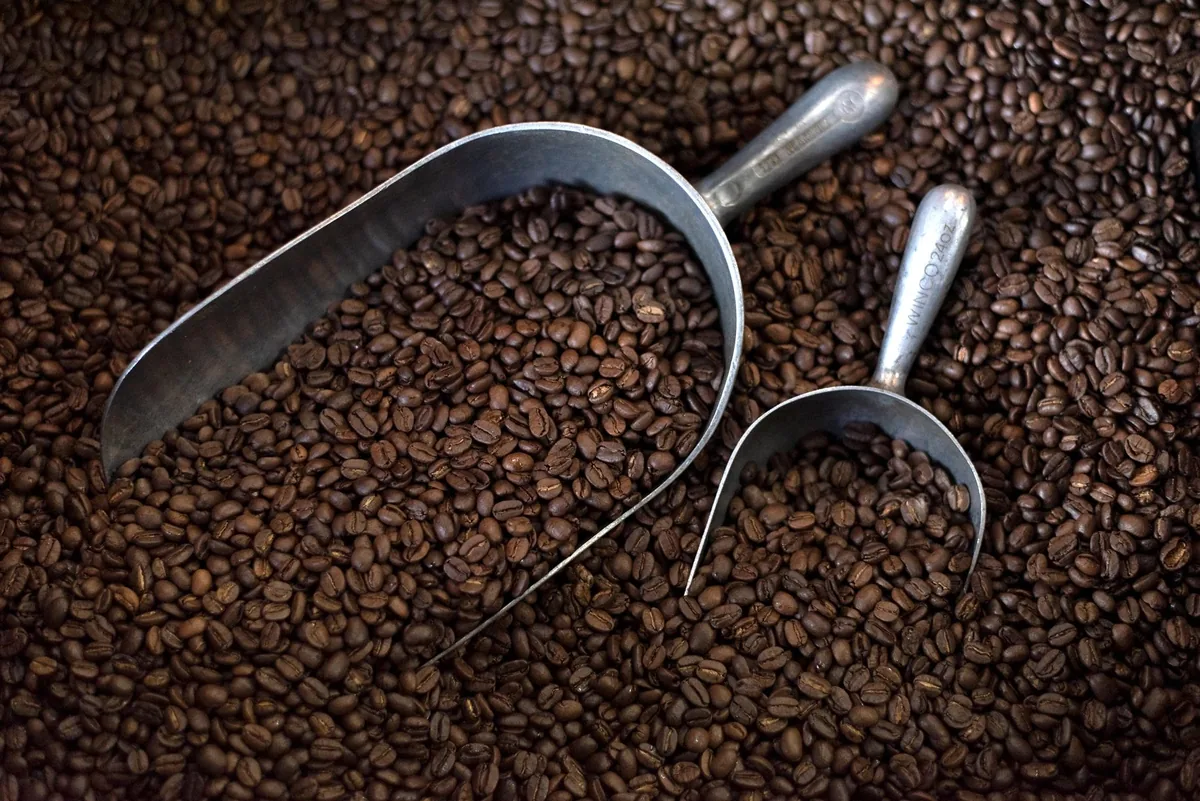 Roasted coffee beans with two metal scoops