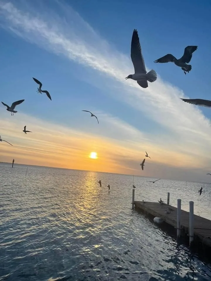 Seagulls flying over the bay and a small pier at sunset