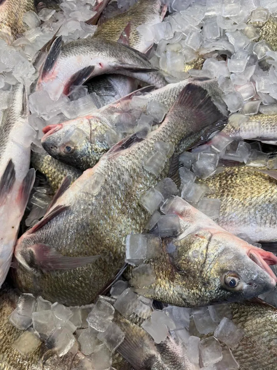 Whole fresh fish on ice at the market