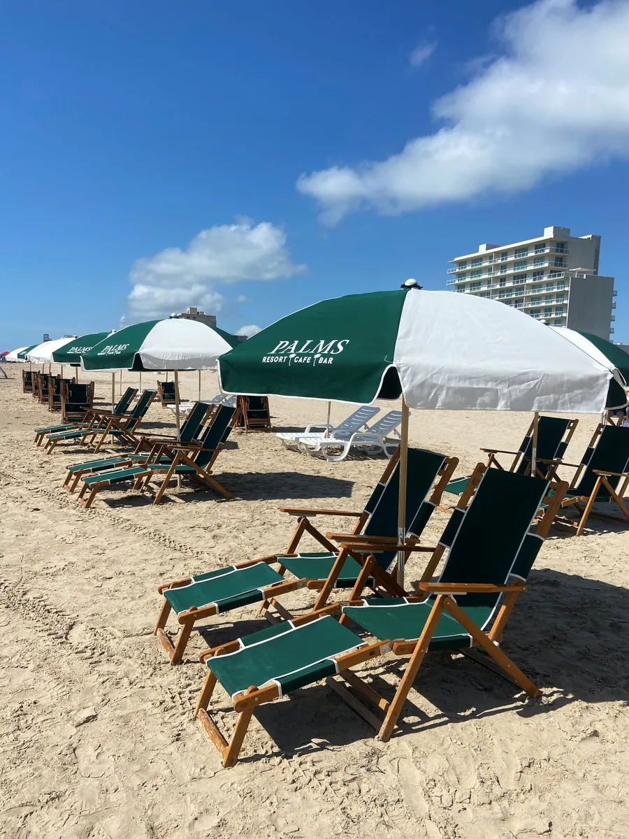Green Palms beach umbrellas and lounge chairs lined up on the sand