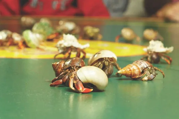 Hermit crabs racing across a green track