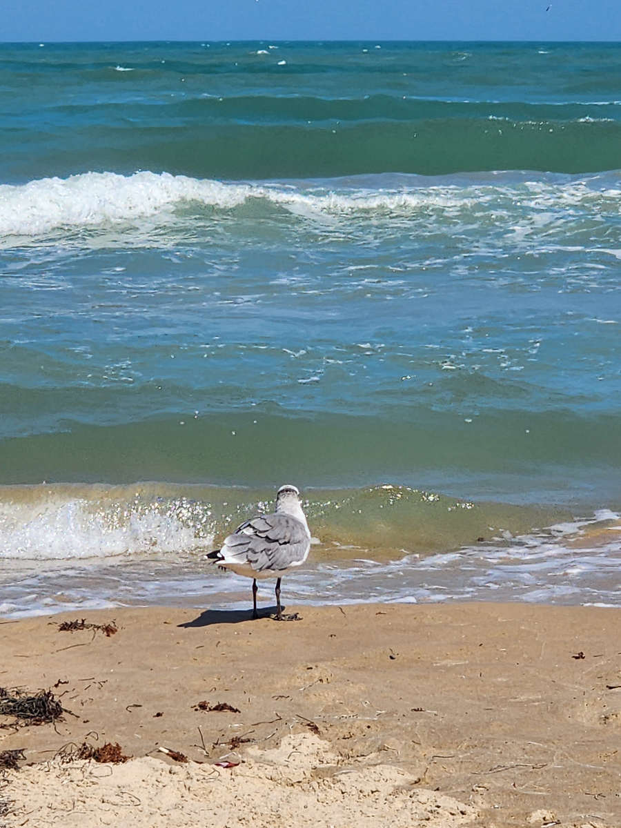A seagull at Sunset Beach Access #24