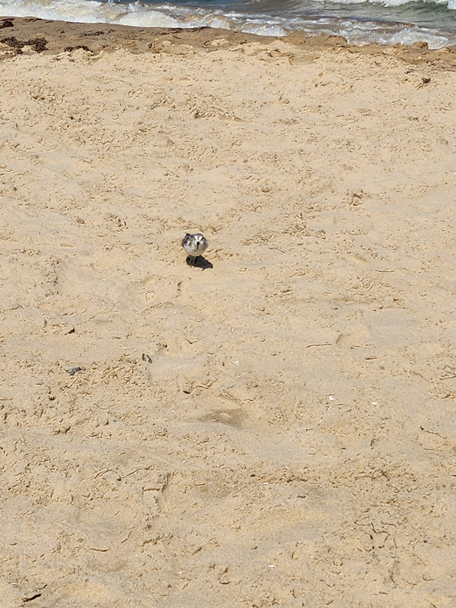 A sandpiper at Sunset Beach Access #24